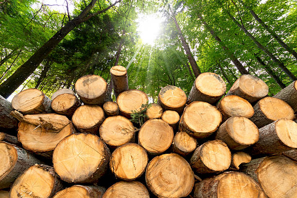 Choosing the Right Timber for Roofing and Building Projects.